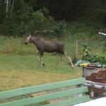 Tiere