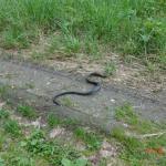 Tiere